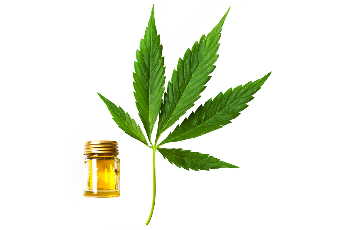 l'huile de chanvre dans la composition du Cannabis oil